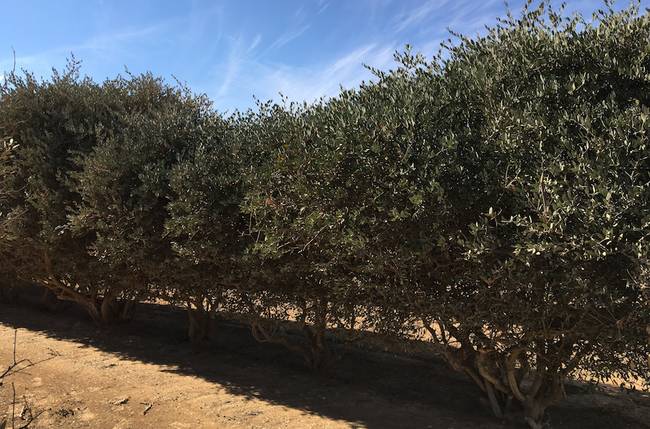jojoba plants