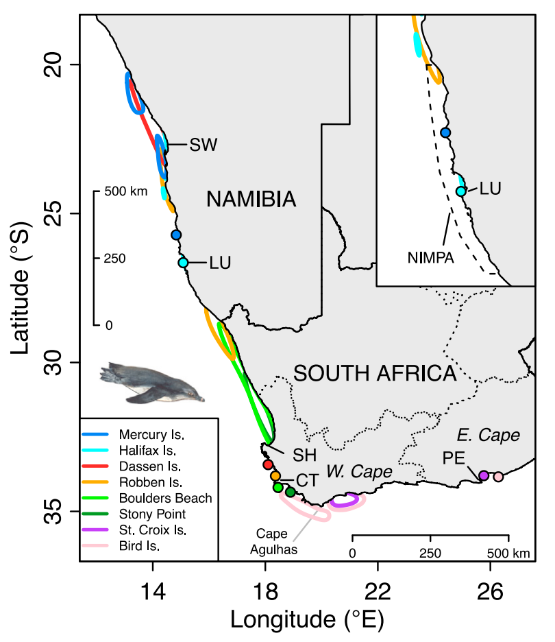 Map shows the core feeding areas of the 54 penguins: Swakopmund (SW), L&uuml;deritz (LU), St. Helena Bay (SH), Cape Town (CT), Port Elizabeth (PE), and Namibian Islands&rsquo; Marine Protected Area (NIMPA). Colonies included in the study are shown as filled circles, and the lines with matching colours show where the penguins tend to go to feed. Source: Sherley et al. (2017) 