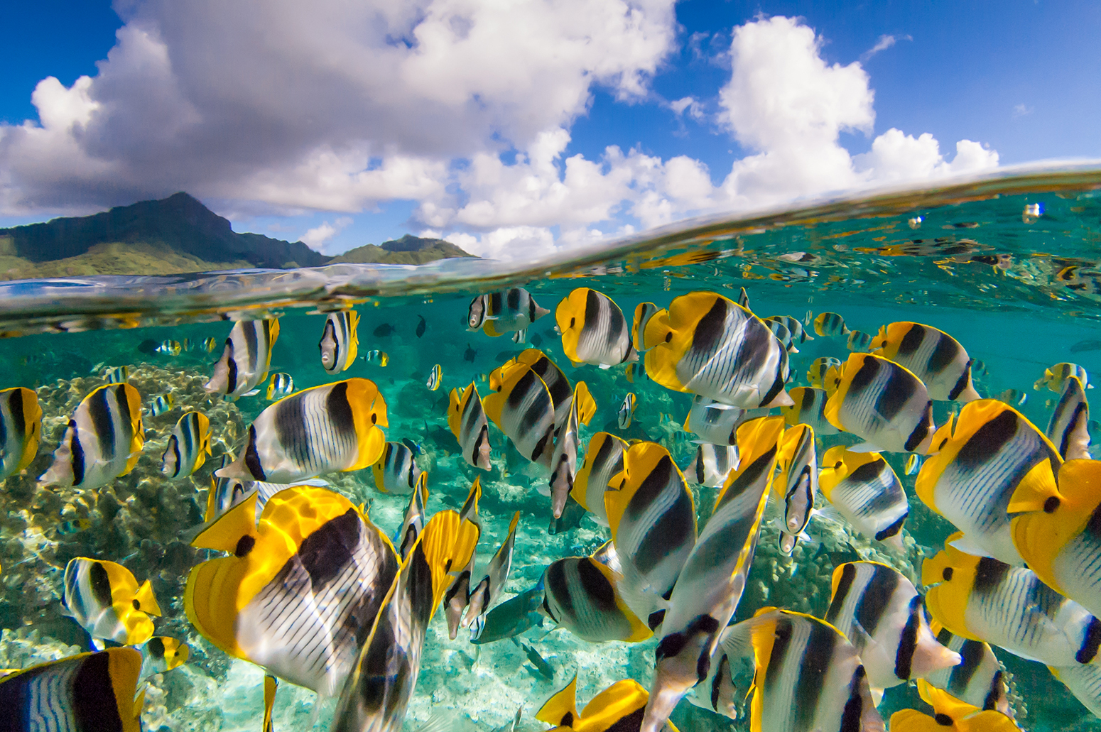A school of yellow butterfly fish and the blue sky in French Polynesia