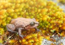New frog from the Peruvian Andes is the first amphibian named after Sir David Attenborough