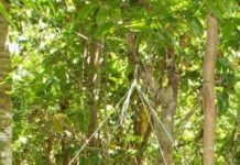Scientist details the indirect effects of an invasive species in guam