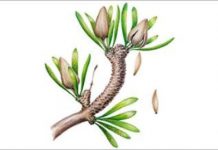 Paleontologists find fossil relative of Ginkgo biloba