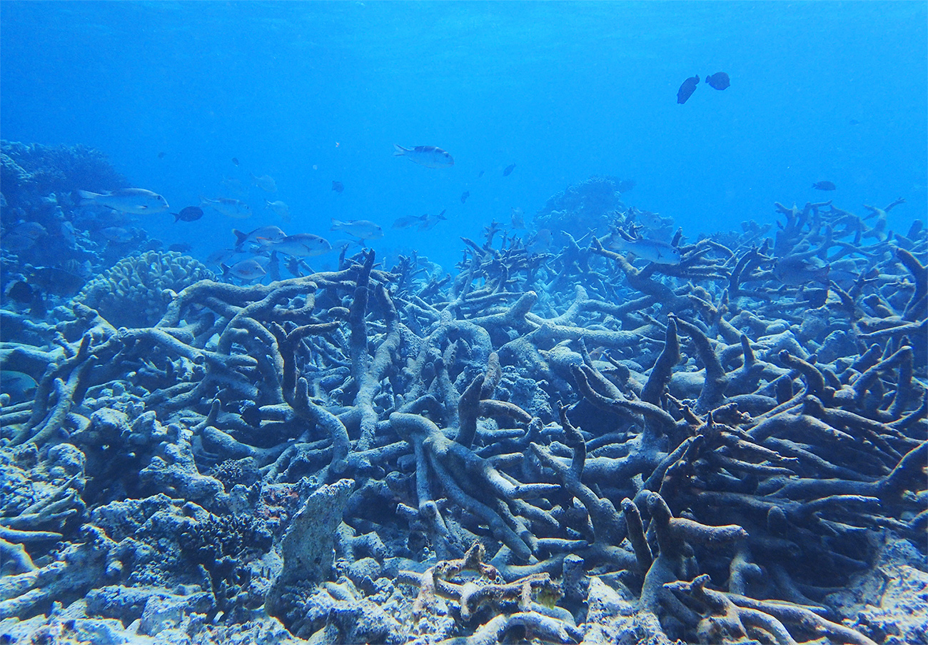 Graveyard of Staghorn coral, Yonge reef, Northern Great Barrier Reef, October 2016