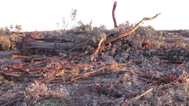 Land clearing at Croppa Creek, in northern NSW, is destroying key koala habitat.