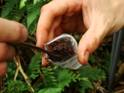 University of St Andrews ecologists collect peat samples from the Pastaza-Marañón swamp in the Peruvian Amazon.