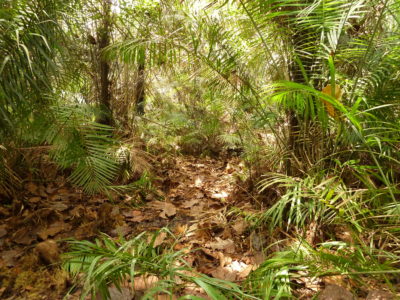 Palm swamp forest overlying peat, near Bokatola, Republic of Congo.