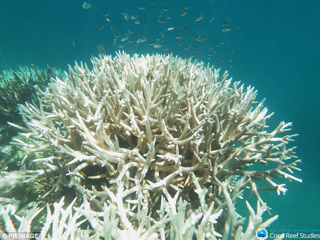 The wetlands' is in close proximity to the ocean and the Great Barrier Reef