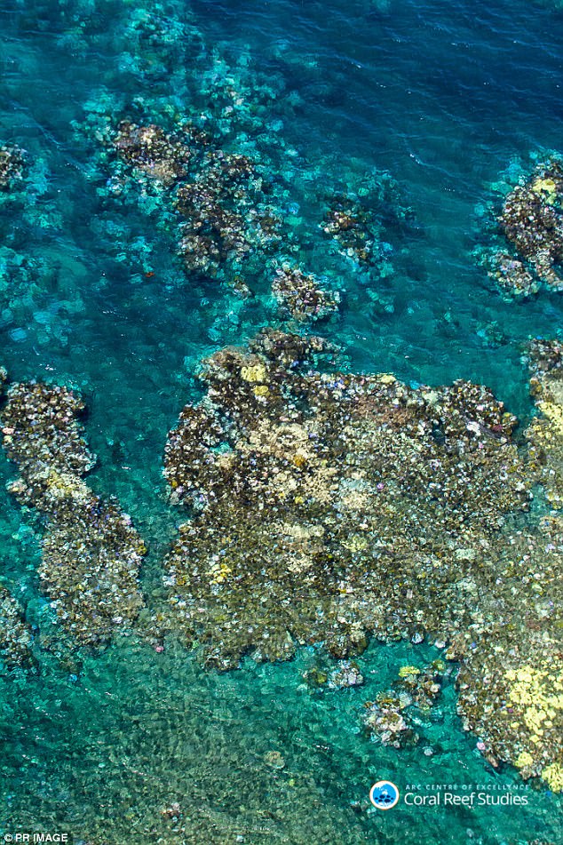 Recent aerial surveys by the Australian Research Council's Centre of Excellence for Coral Reef Studies has revealed only the southern third of the Great Barrier Reef has escaped unscathed from coral bleaching (pictured)