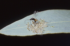 Cotesia urabae is a natural enemy of the eucalypt feeding pest Uraba lugens, an Australian moth whose larvae can cause severe damage to a range of Eucalyptus tree species. Photo / Dr Geoff Allen