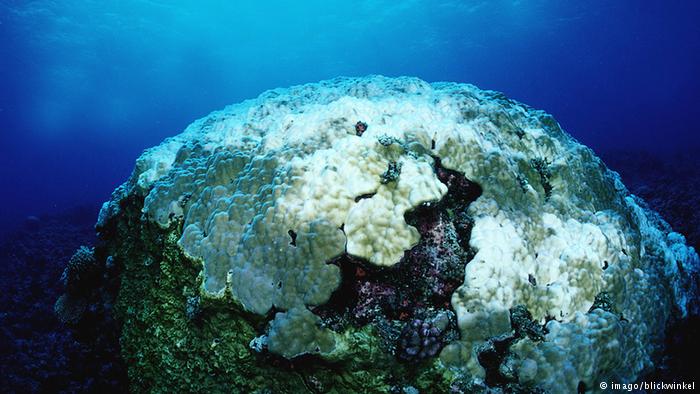 Australien Meeresschutzgebiet Great Barrier Reef Korallenbleiche Australien Meeresschutzgebiet Great Barrier Reef Korallenbleiche