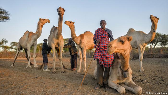 Kenia Camelmilk- Masai Samuel Maya with some of his camels (Jeroen van Loon)