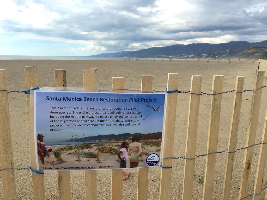 Grooming and raking are not allowed in the 2-acre plot, which The Bay Foundation hopes will eventually contain 3- to 4-foot high dunes.