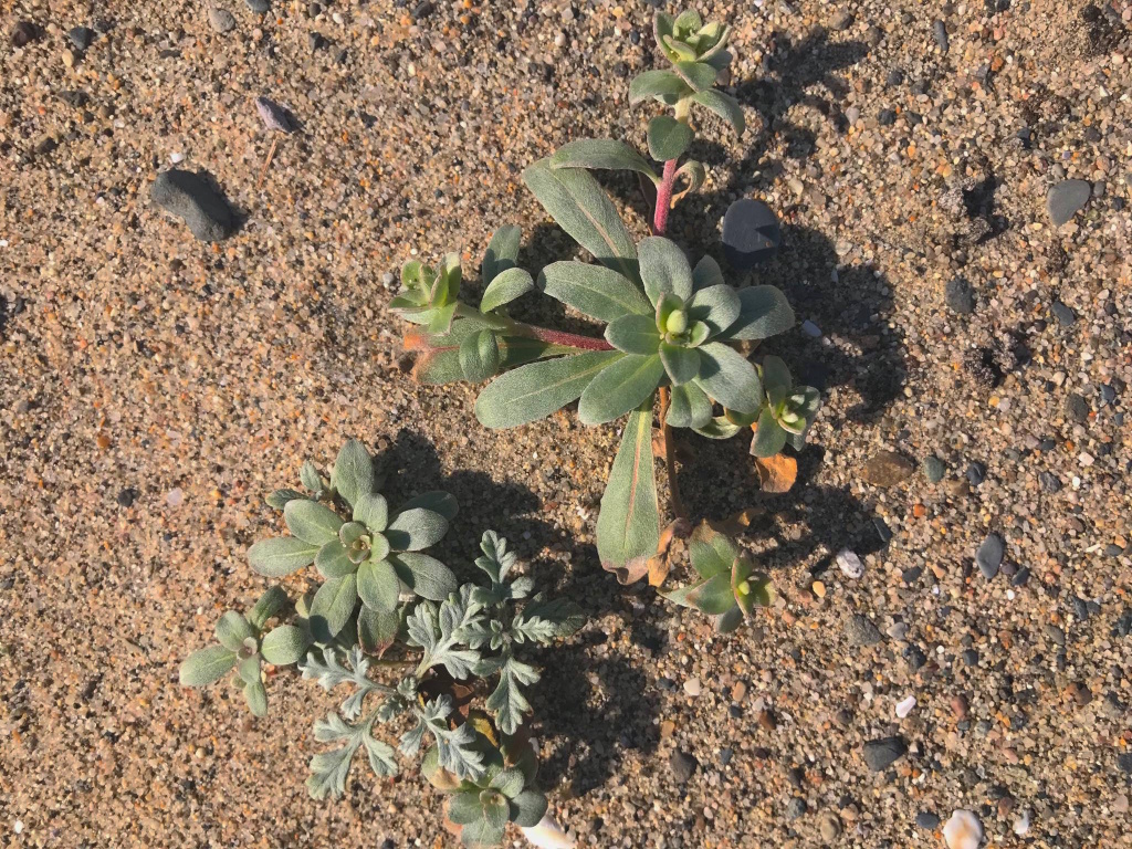 California native dune plants grow in a 2-acre plot on the north end of Santa Monica Beach. 