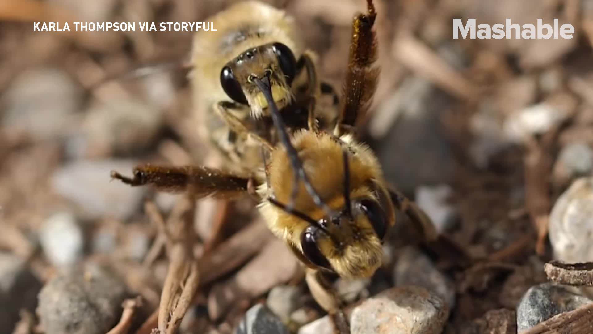 Https%3a%2f%2fvdist.aws.mashable.com%2fcms%2f2017%2f5%2f97fb2b7e bcff d903%2fthumb%2f00001