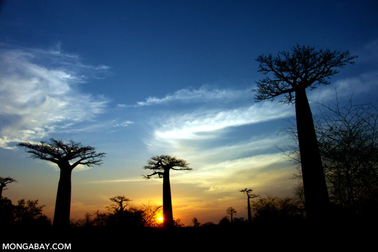 Baobabs Near Morondava, Madagascar. Photo by Rhett A. Butler