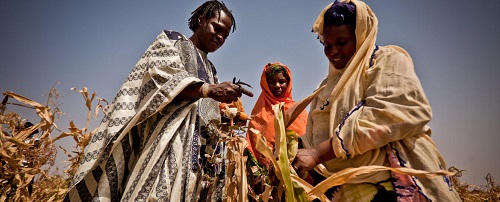 Corn Harvest Failure