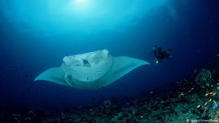 Australien Meeresschutzgebiet Great Barrier Reef Mantarochen und Taucher (imago/OceanPhoto)