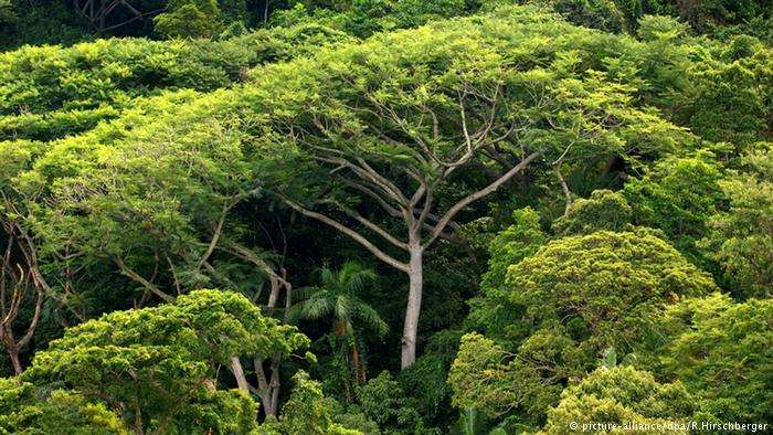 Atlantischer Regenwald 