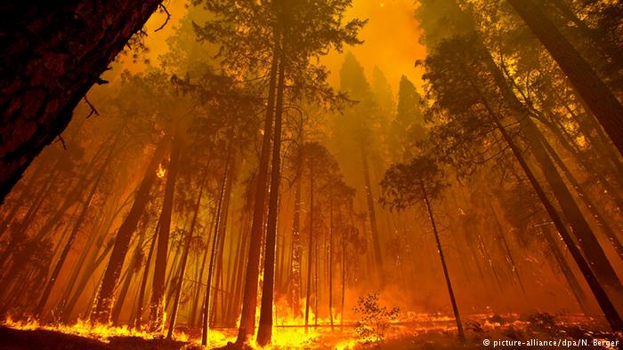 Waldbrand Kalifornien USA 