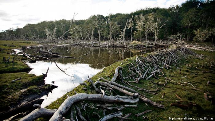 Feuerland abgestorbene B&auml;ume Biber D&auml;mme Teiche 