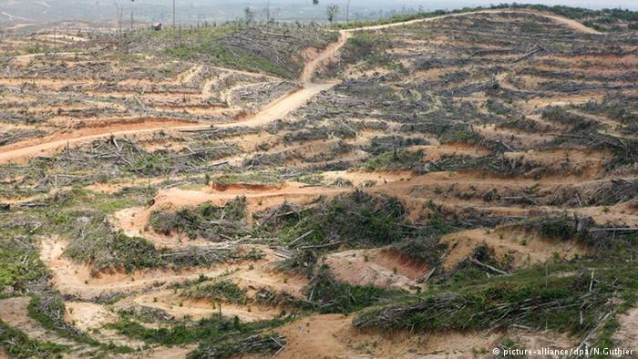gerodete W&auml;lder in Richtung Bukit auf der indonesischen Insel Sumatra