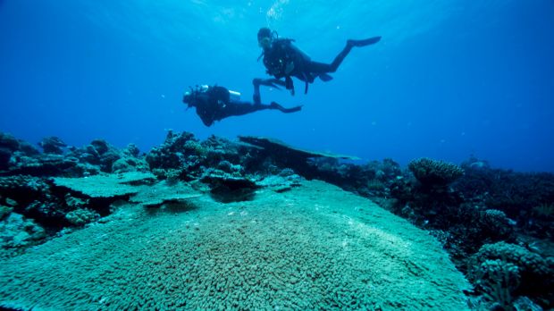 Giant plate coral.