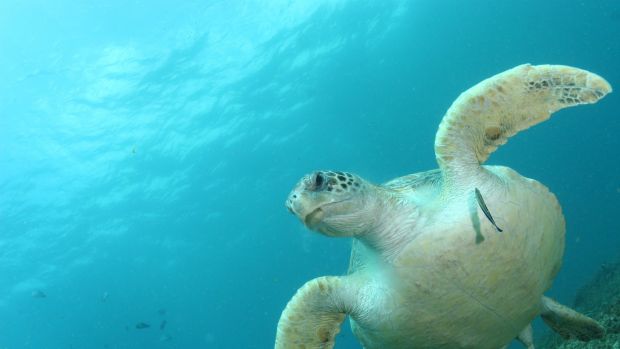 Turtle protections have been dropped for the Adani Abbot Point proposed Terminal 0.