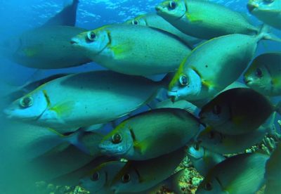 Tropical rabbitfish are now found in the Mediterranean.&nbsp;