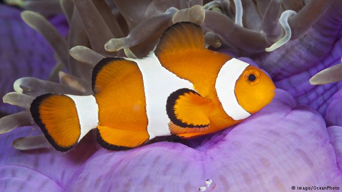 Clownfisch (imago/OceanPhoto)
