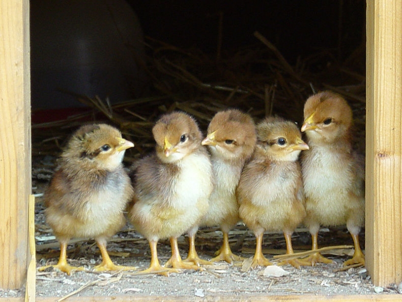 All lined up and ready for action!