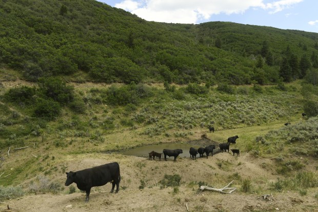 Cattle belonging to longtime rancher Susan Robinson drink at a watering hole on June 28, 2017 near Rifle.