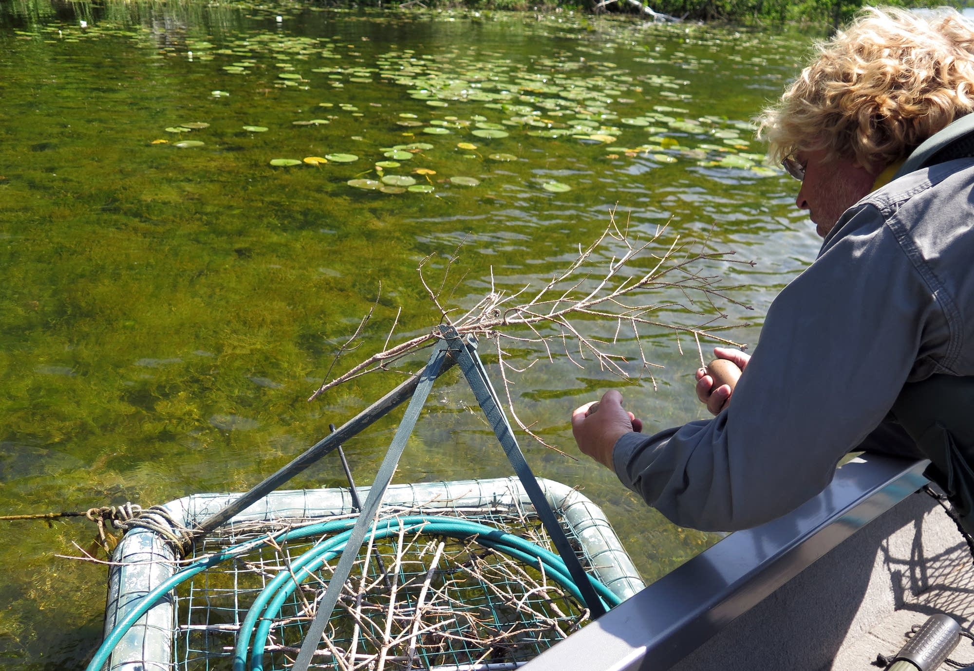Kevin Woizeschke examines a nesting platform on West Fox Lake.