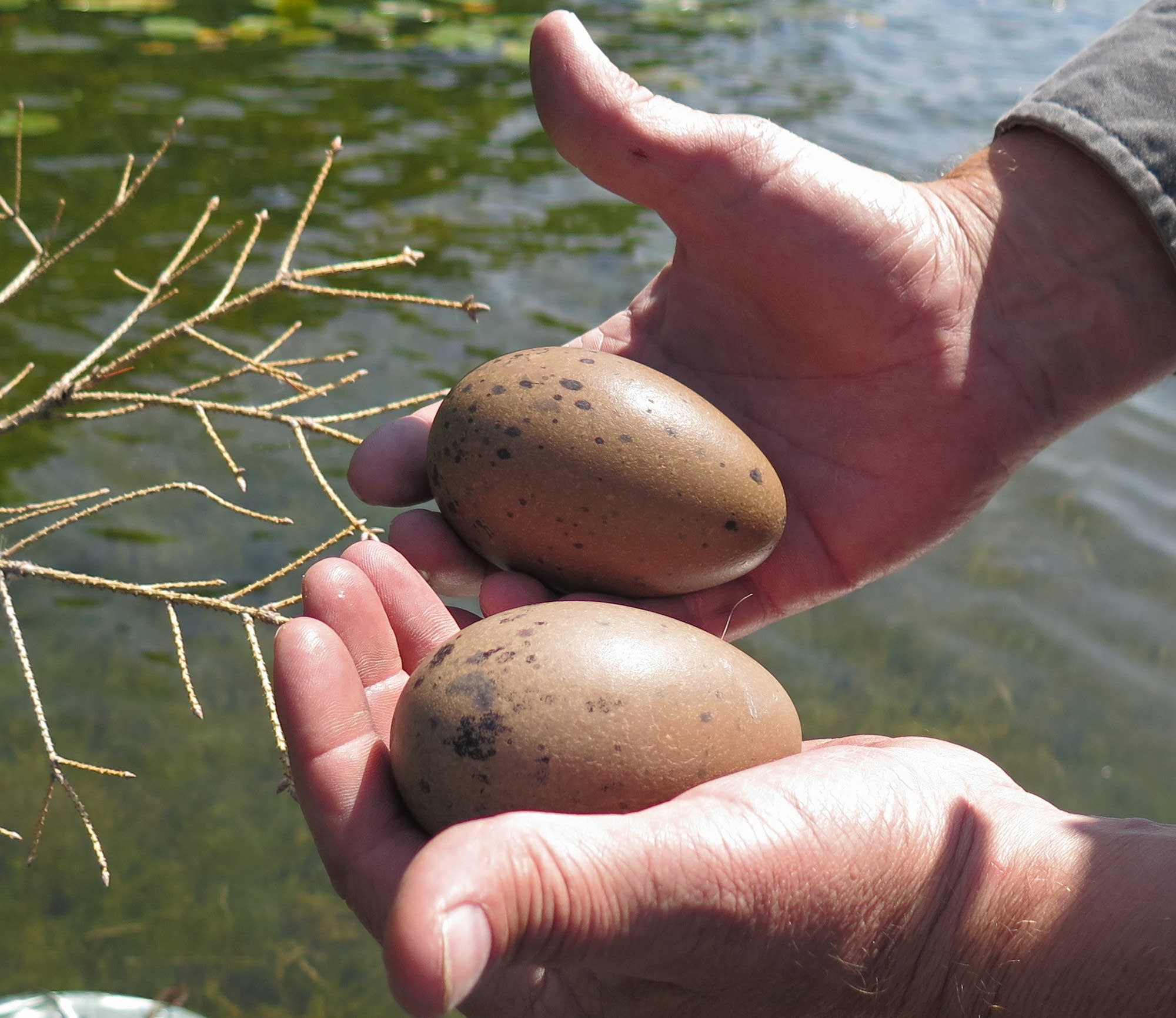 Biologist Kevin Woizeschke removes abandoned loon eggs from a nest.
