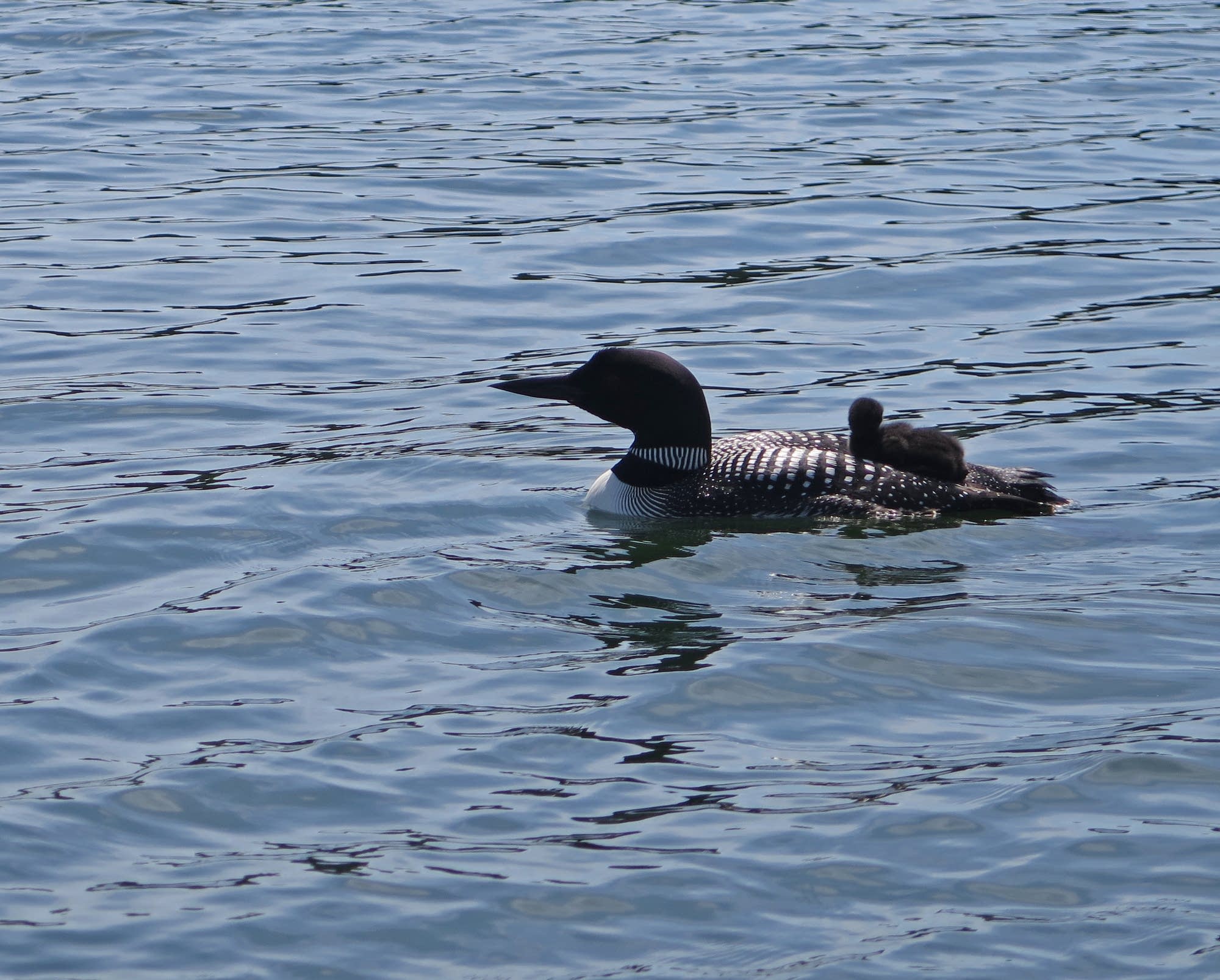 A loon chick rides on the back of its parent on West Fox Lake.