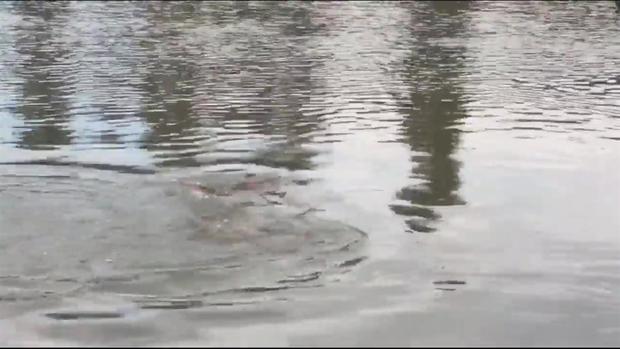 Carp Swim Down Flooded Suburban Streets
