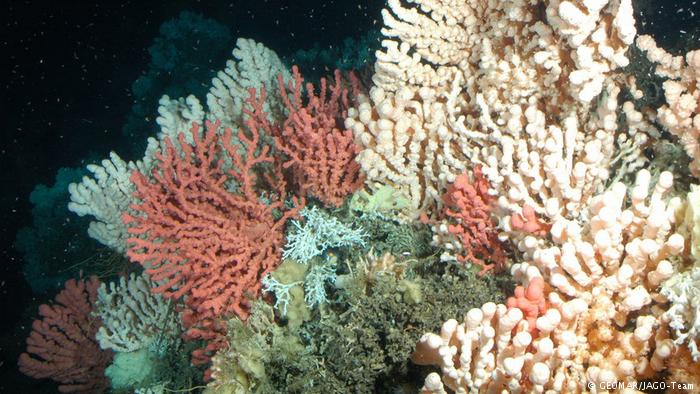 Life in the cold, dark depths Cold-water corals