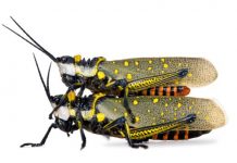 Climate change is disrupting the birds and the bees.