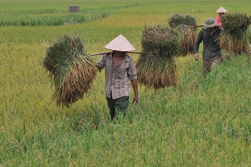 Harvesting rice in Viet Nam