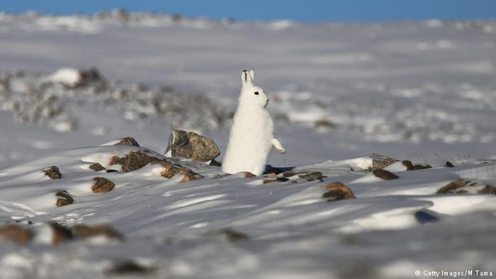 A snowshoe hare stands near Thule Air Base on March 25, 2017 in Pituffik, Greenland. Thule Air Base is the U.S. military's northernmost base located some 750 miles above the Arctic Circle.
