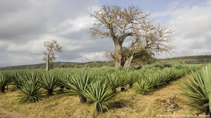 Trees act as carbon sinks, sucking carbon out of the atmosphere and reducing global warming Kenia Affenbrotbaum in Sisal-Agaven-Plantage (picture-alliance/Wildlife/M. Boulton)