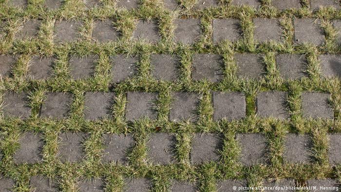 Paving stones with grass