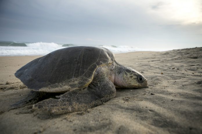 animales-tortuga-golfina--98746030faa27d95e2b5ebf798e557ed40ef2a49
