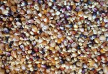 Ancient genomes show how maize adapted to life at high altitudes.