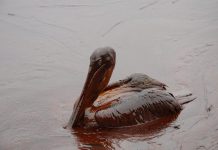 Our duty to stop oil exploration in Irish waters