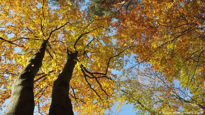 Herbst in Deutschland Herbstlaub 