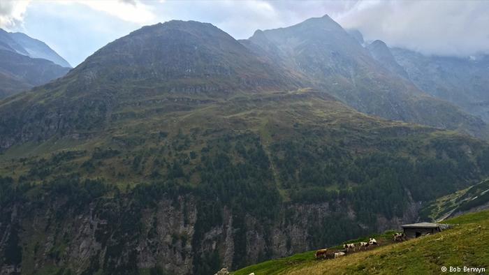 Photo: Cows grazing in Alpine Pastures (Source: Bob Berwyn)