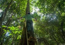 Could CO2 make the Amazon more resilient?
