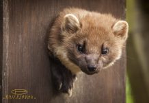 Opinion: The Pine Marten deserves every ounce of protection it gets