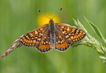Grazing donkeys boost endangered butterfly population on Kildare Bog