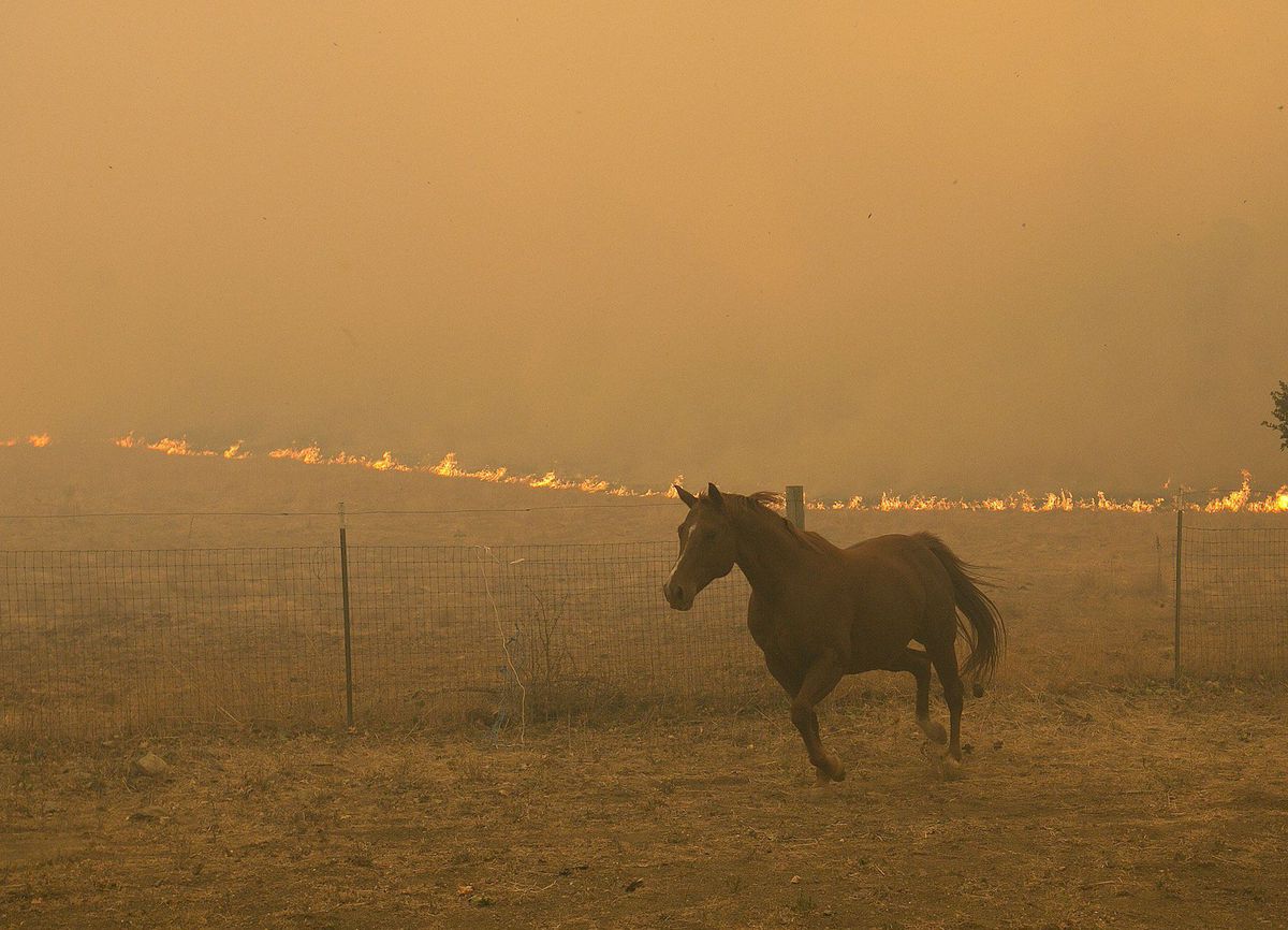A horse runs from the flames from a massive wildfire, in Napa, Calif. on Oct. 9, 2017.